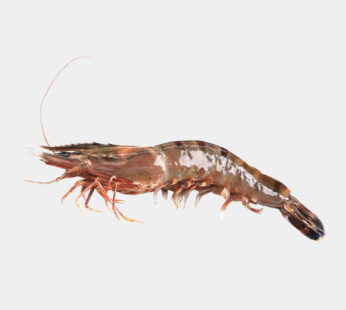 Tiger Prawn