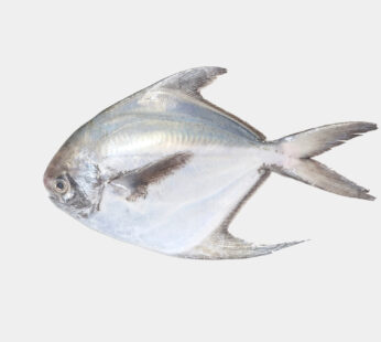 Silver Pomfret / Paplet