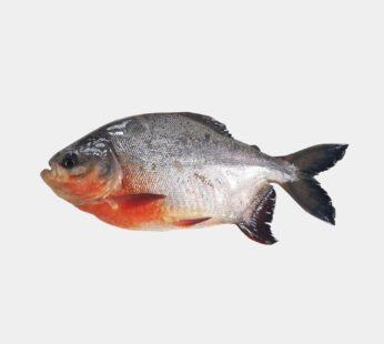 Fresh water Pomfret / Roopchand