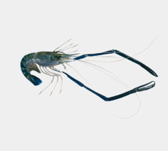 Giant Freshwater prawn( Scampi)