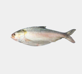 Hilsa