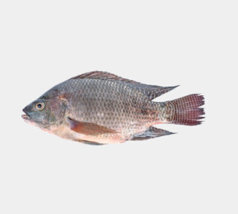 Tilapia