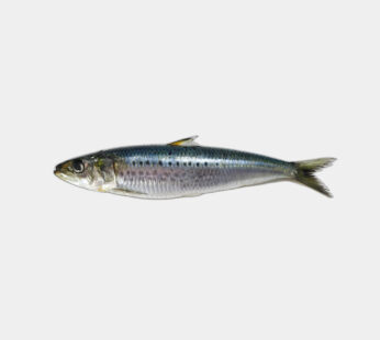 Sardine