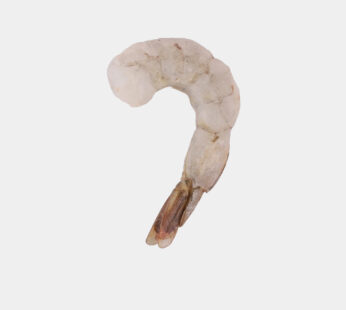 Indian White Prawn