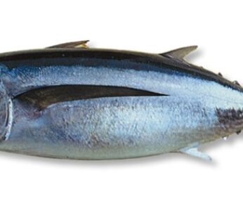 Tuna