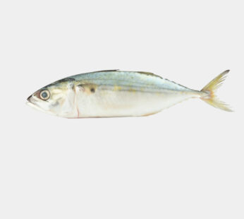 Indian Mackerel