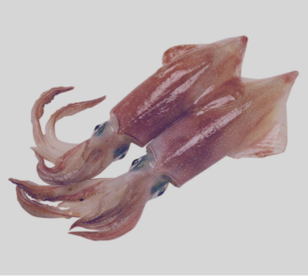 Squid