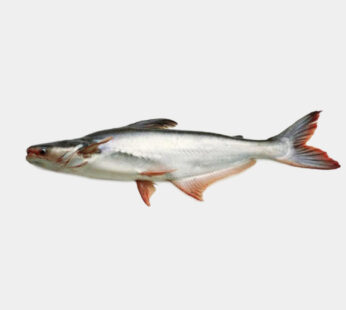 Silver Fish Indian Basa